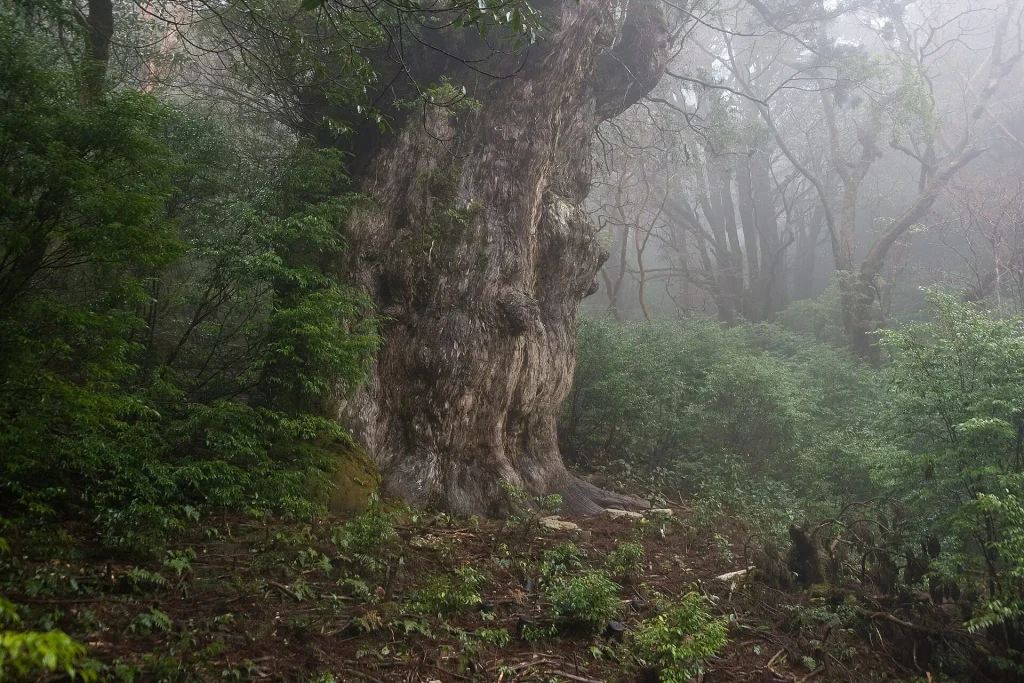 Jomon_Sugi_oldest_tree