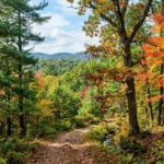 10 Most Common Trees Found in the United States