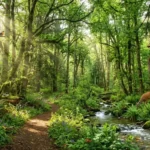 25 Reasons Why Forests Are Important to Life on Earth